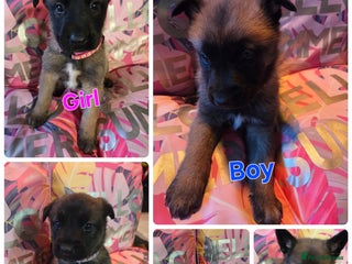 Belgian Shepherd Dog dogs - Advert 1