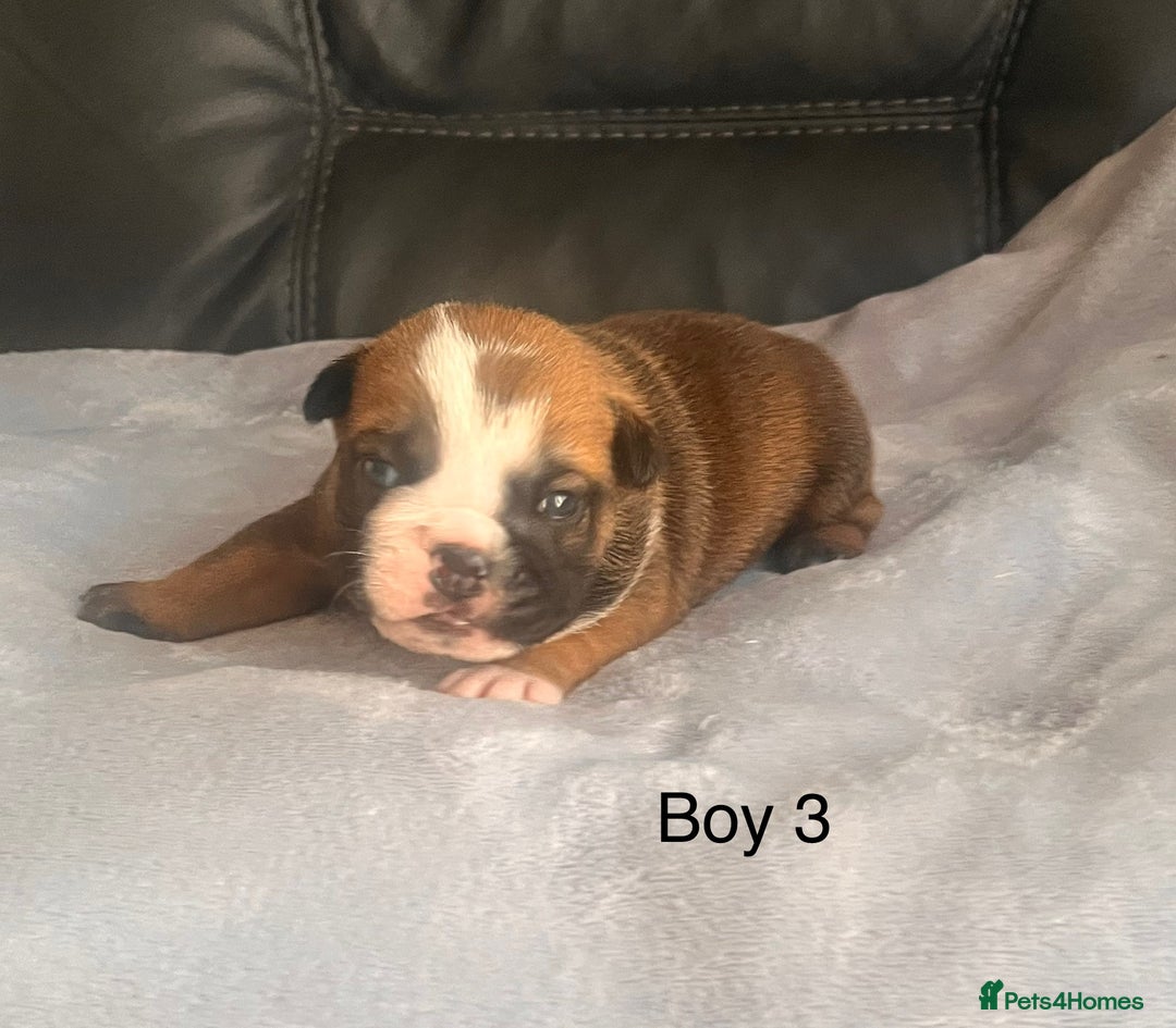English Bulldog dogs for sale: Kc reg English bulldog puppies 🏴󠁧󠁢󠁥󠁮󠁧󠁿 - Image 8