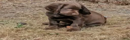 Sprocker dogs for sale: Beautiful F1B Sprocker Puppies  in Welshpool - Advert 11