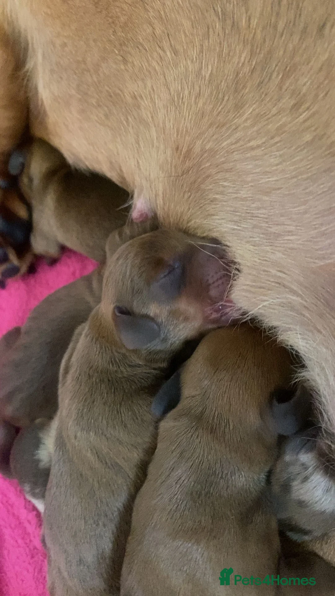 Miniature Dachshund dogs for stud: 🔥For stud proven miniature dachshund🔥   in Windsor - Advert 23