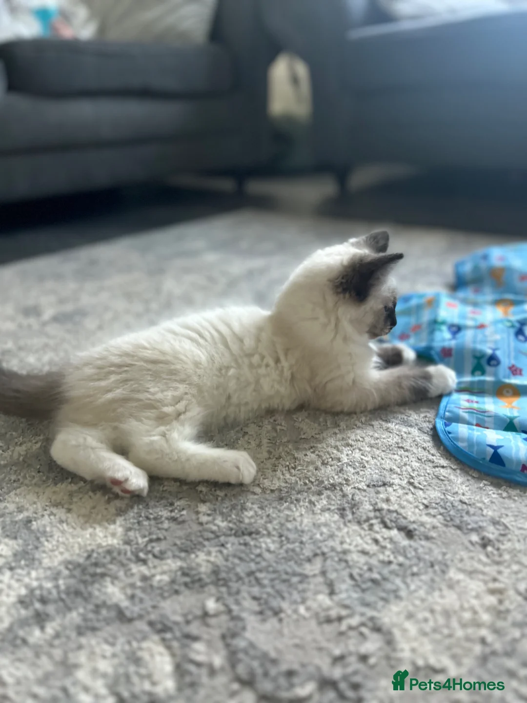Ragdoll cats for sale: Male chocolate point ragdoll kitten - Advert 2
