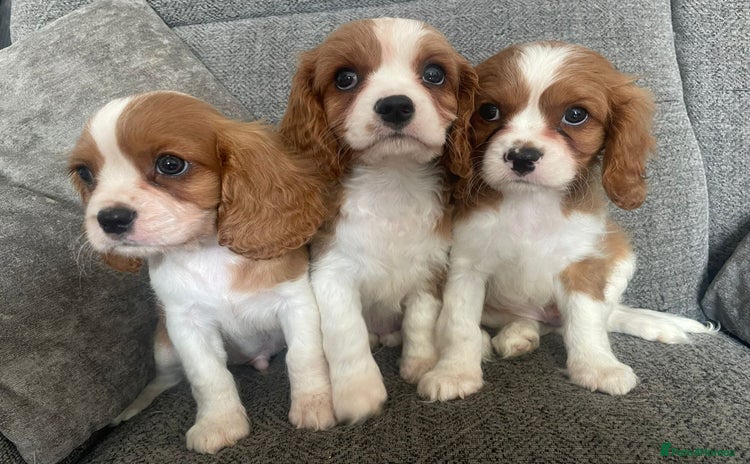 Cavalier King Charles Spaniel dogs - Advert 2