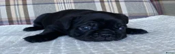 French Bulldog dogs for sale: Pink & Pink carrier French Bulldog puppies - Advert 30