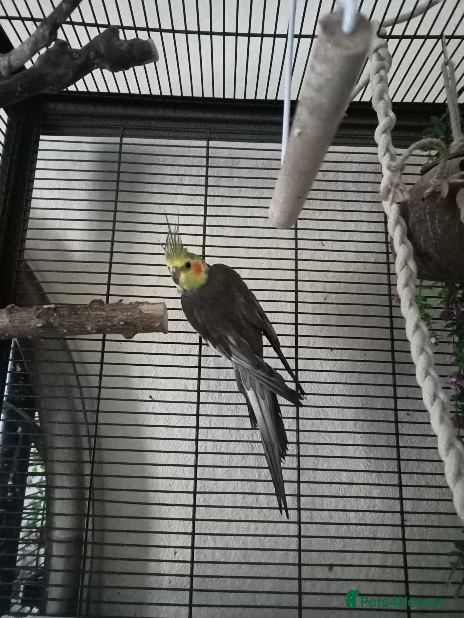 Cockatiels birds Cockatiel with cage, toys and food. - Advert 2