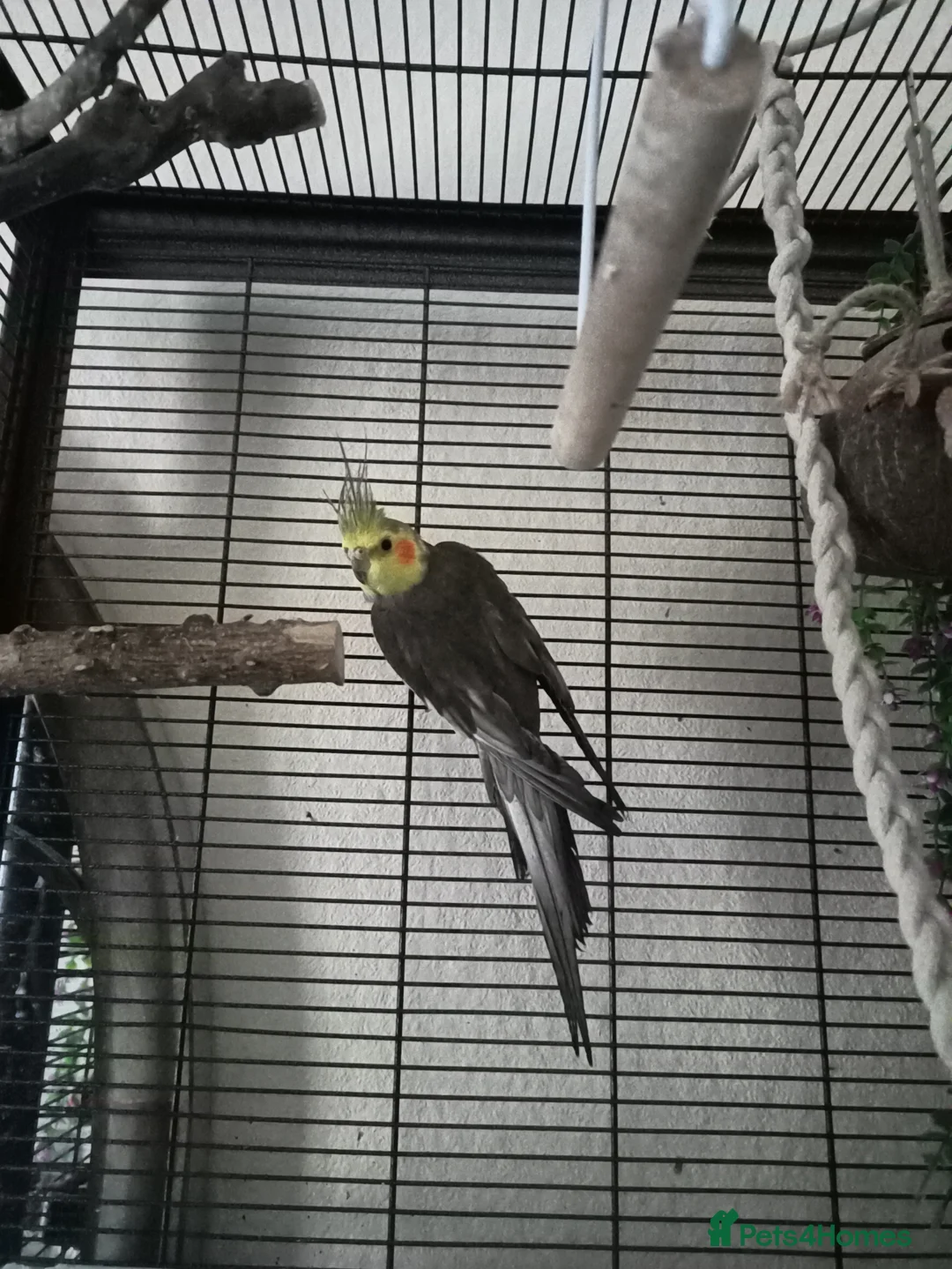 Cockatiels birds for sale: Cockatiel with cage, toys and food. - Advert 1