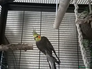 Cockatiels birds Cockatiel with cage, toys and food. - Advert 1