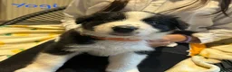 Border Collie dogs for sale: Stunning Border Collie Pups - Advert 12