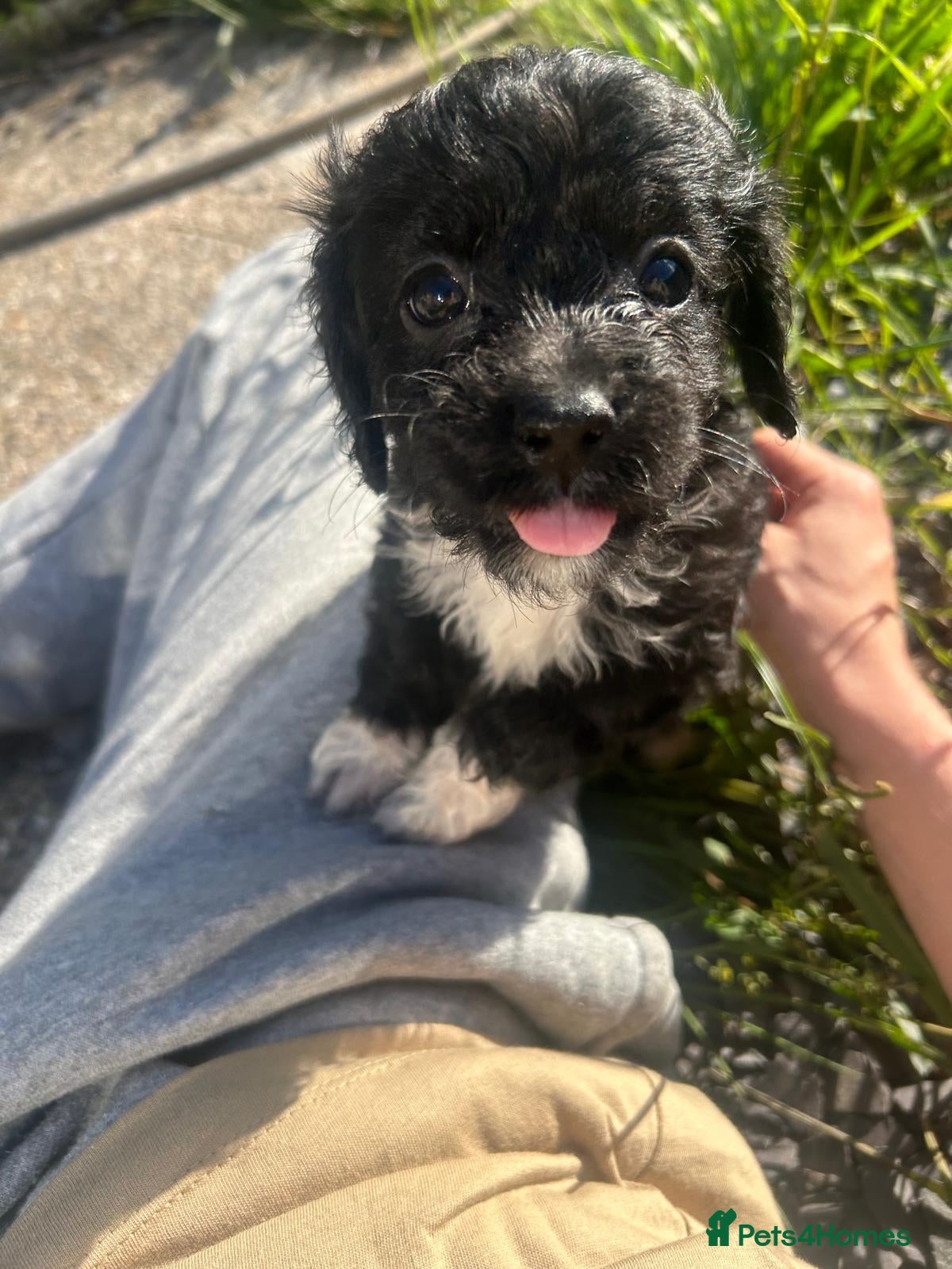Cavapoo dogs Cavapoo miniature F1 - fully health tested - Advert 14