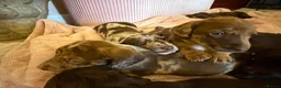 Mixed Breed dogs for sale: Doxie puppies  - Advert 5