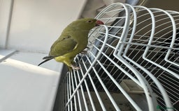 Patridge poultry for sale: Indian ring neck - Image 3