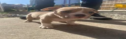 American Bully dogs for sale: American pocket bully’s  - Advert 16