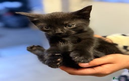 Mixed Breed cats for sale: THREE BLACK KITTENS AVAILABLE  - Image 16