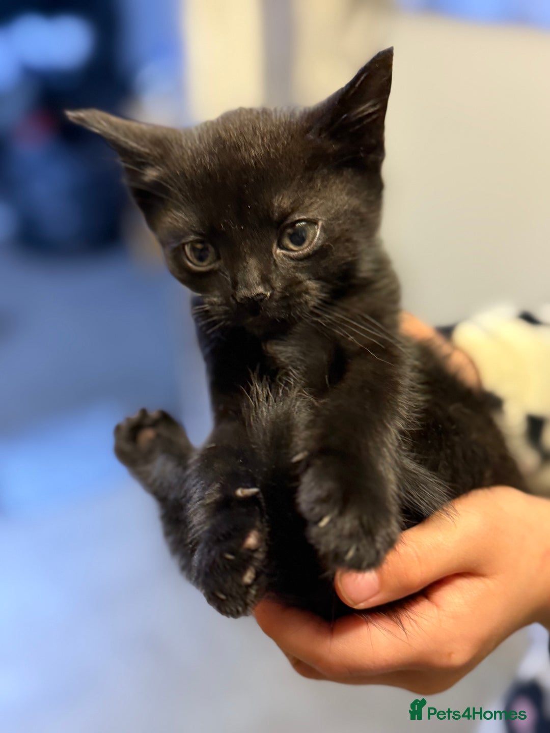 Mixed Breed cats for sale: THREE BLACK KITTENS AVAILABLE  - Image 16