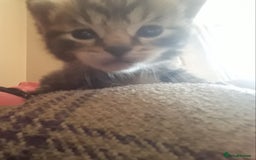 Mixed Breed cats for sale: 3 beautiful kittens  in Wakefield - Image 2