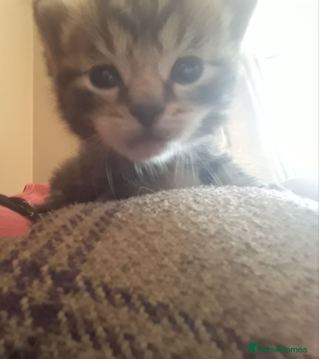 Mixed Breed cats for sale: 3 beautiful kittens  in Wakefield - Image 2