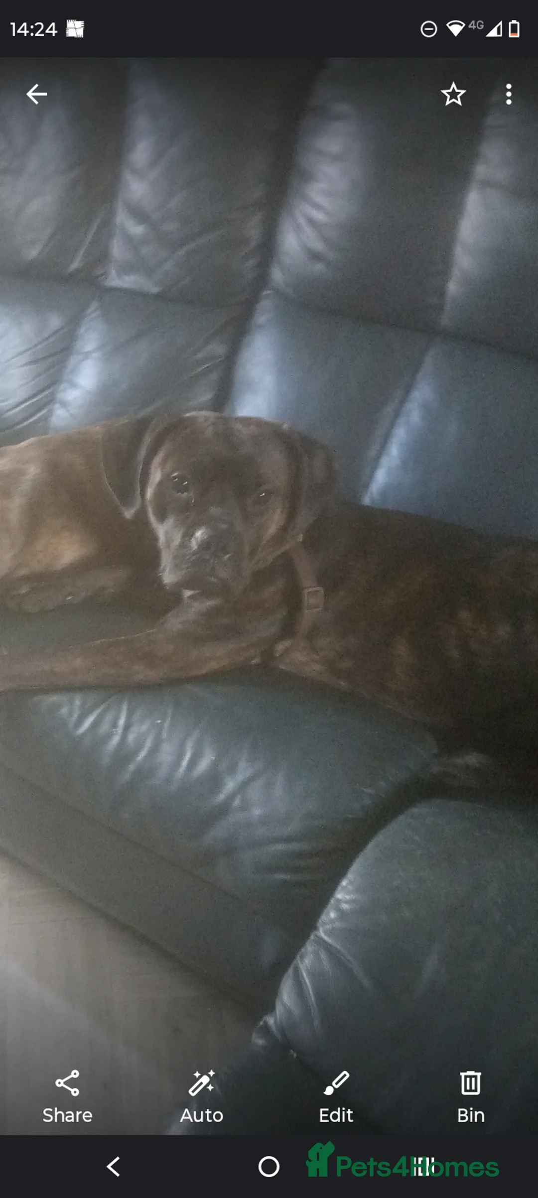 Mixed Breed dogs for sale: Meet Lola 10 months old  - Advert 1