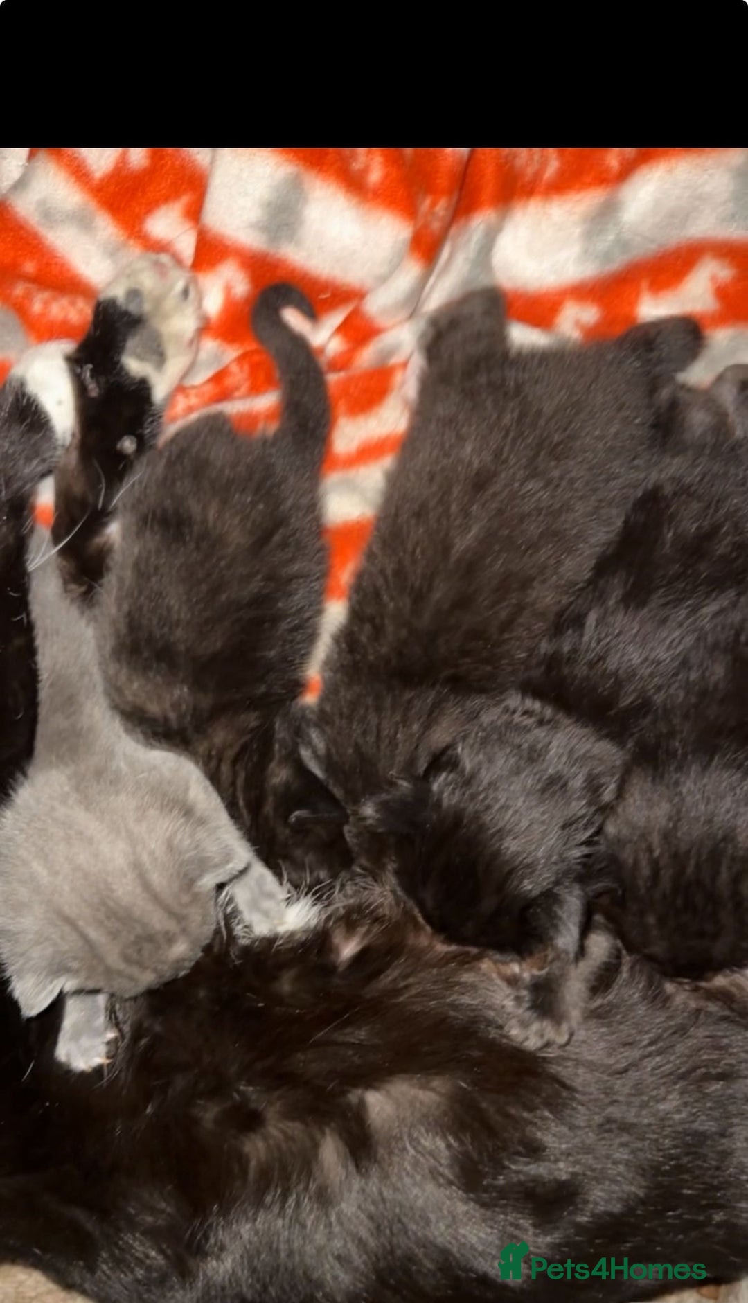 Russian Blue cats for sale: Mixed breed grey kitten (Russian blue)  - Image 4