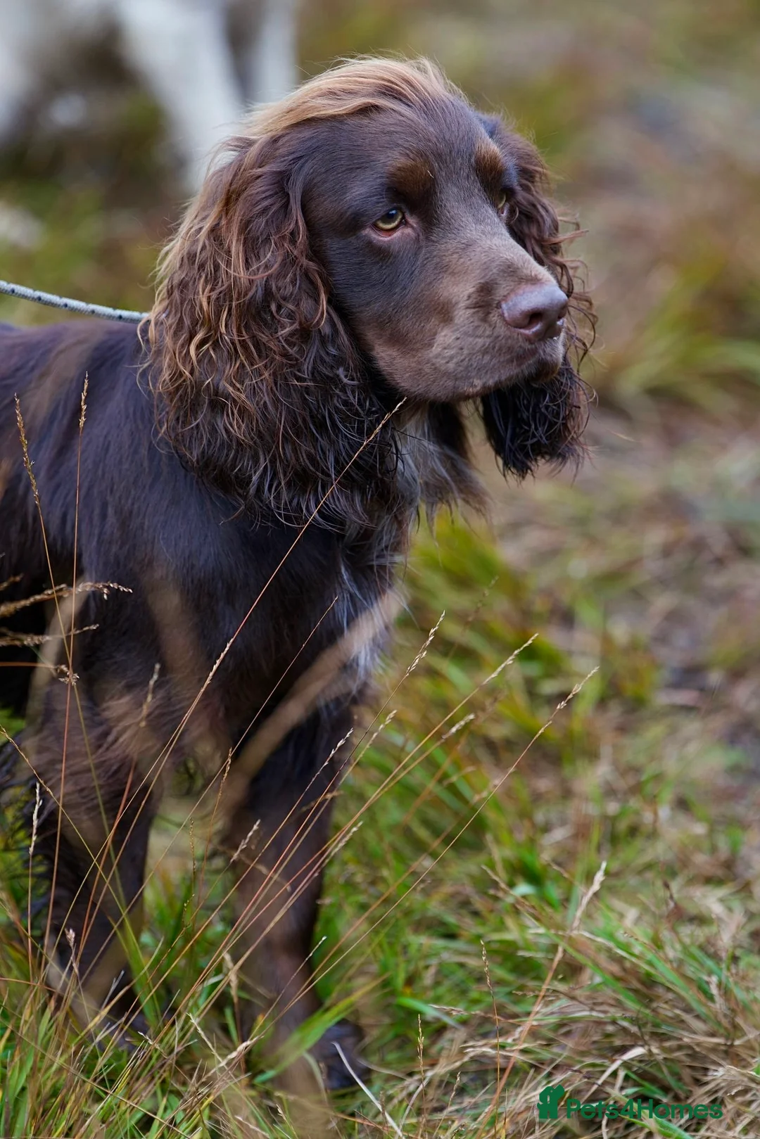 Cocker Spaniel dogs for stud: Cocker spaniel for Stud  in Dundee - Advert 2
