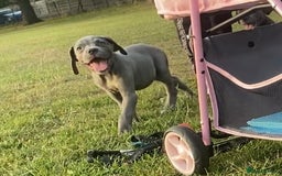 Mixed Breed dogs for sale: LAST FEMALE MISSY Cane Corso X Neapolitan Mastiffs in London - Image 30
