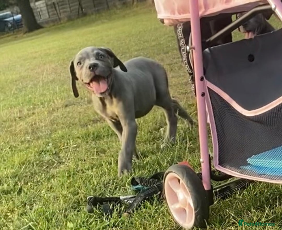 Mixed Breed dogs for sale: LAST FEMALE MISSY Cane Corso X Neapolitan Mastiffs in London - Image 30