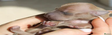 Italian Greyhound 3