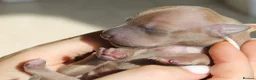 Italian Greyhound dogs for sale: Italian Greyhound Puppies. 5* Licensed Breeder - Advert 3