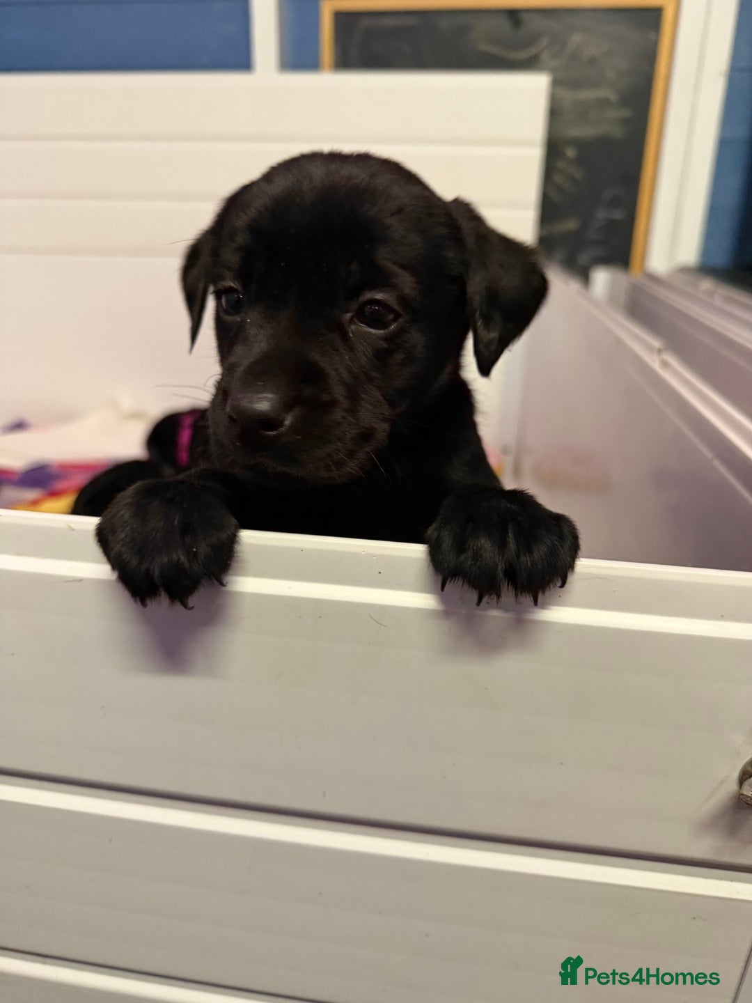 Labrador Retriever dogs for sale: Labradors 6 chunky black boys and 1 little girl - Advert 16