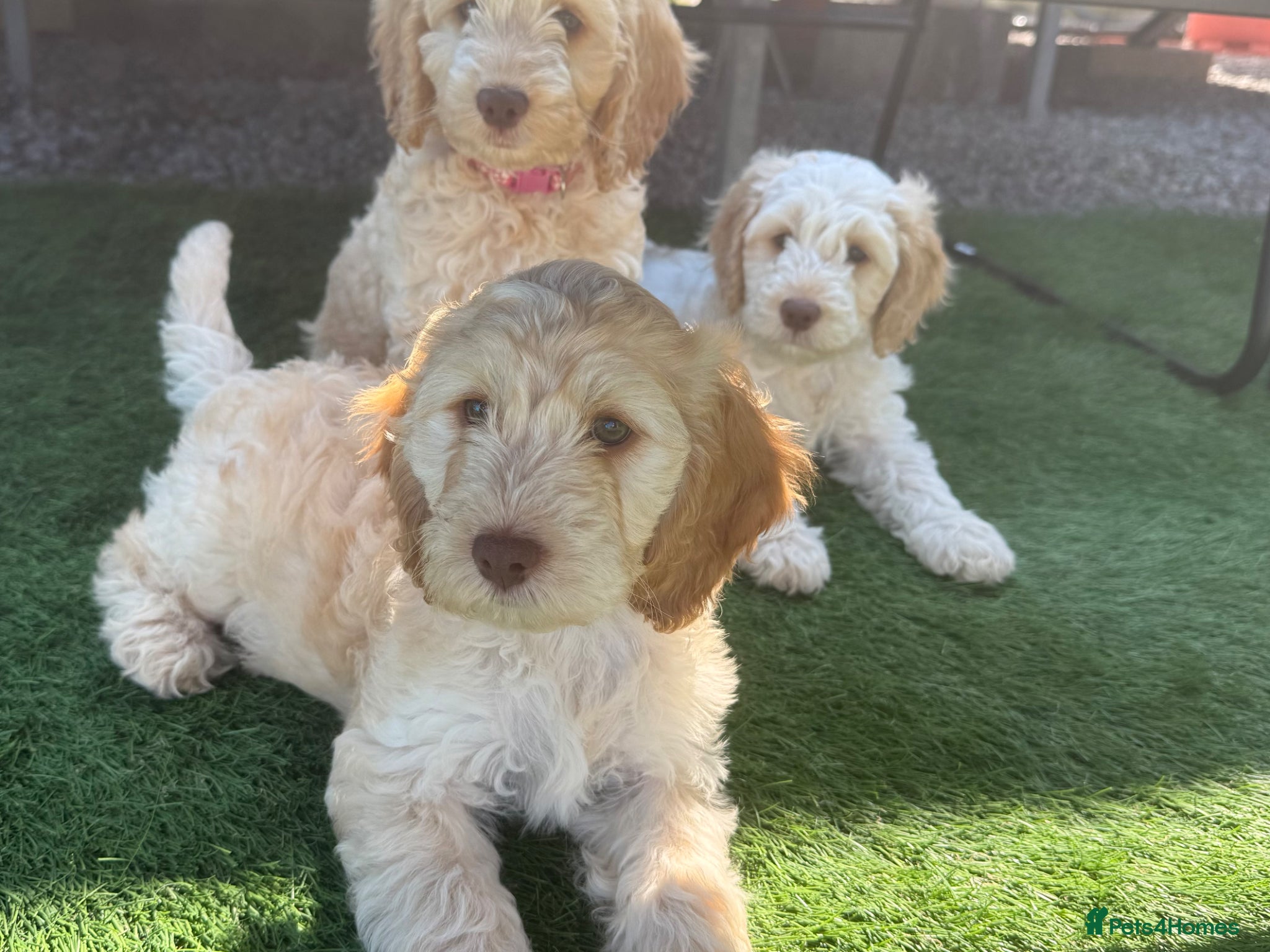 Cockapoo dogs READY TO GO F1 cockapoo puppies just 2 girls left  - Advert 17