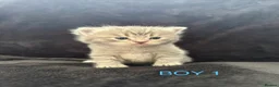 Scottish Fold cats for sale: Scottish fold kittens-Both parents TICA registered - Advert 12