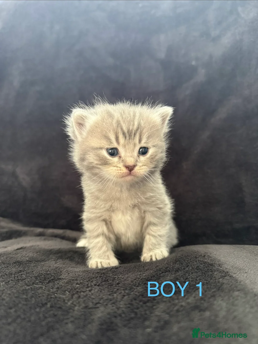Scottish Fold cats for sale: Scottish fold kittens-Both parents TICA registered - Advert 12