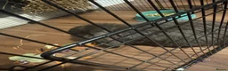 Mixed Breed rabbits for sale: Bernard Bunny - Advert 3