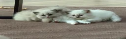 Ragdoll cats for sale: 💙💗PURE Ragdoll kittens 💗💙 in London - Advert 21