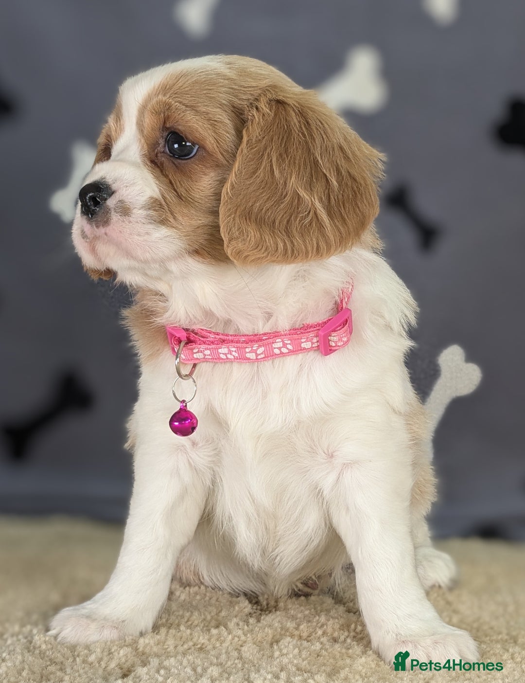 Cavachon dogs for sale: Adorable F1B Cavachon Puppies  - Advert 3