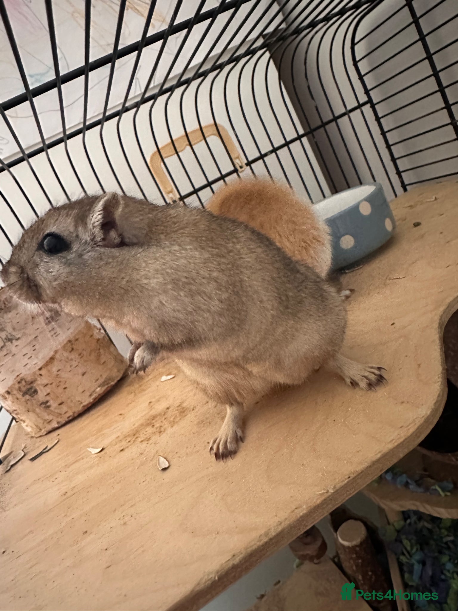 Gerbil rodents for sale: 2 male gerbils (brothers) - Advert 5