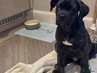 Mixed Breed dogs Angel the cane canario in Buckingham - Advert 3