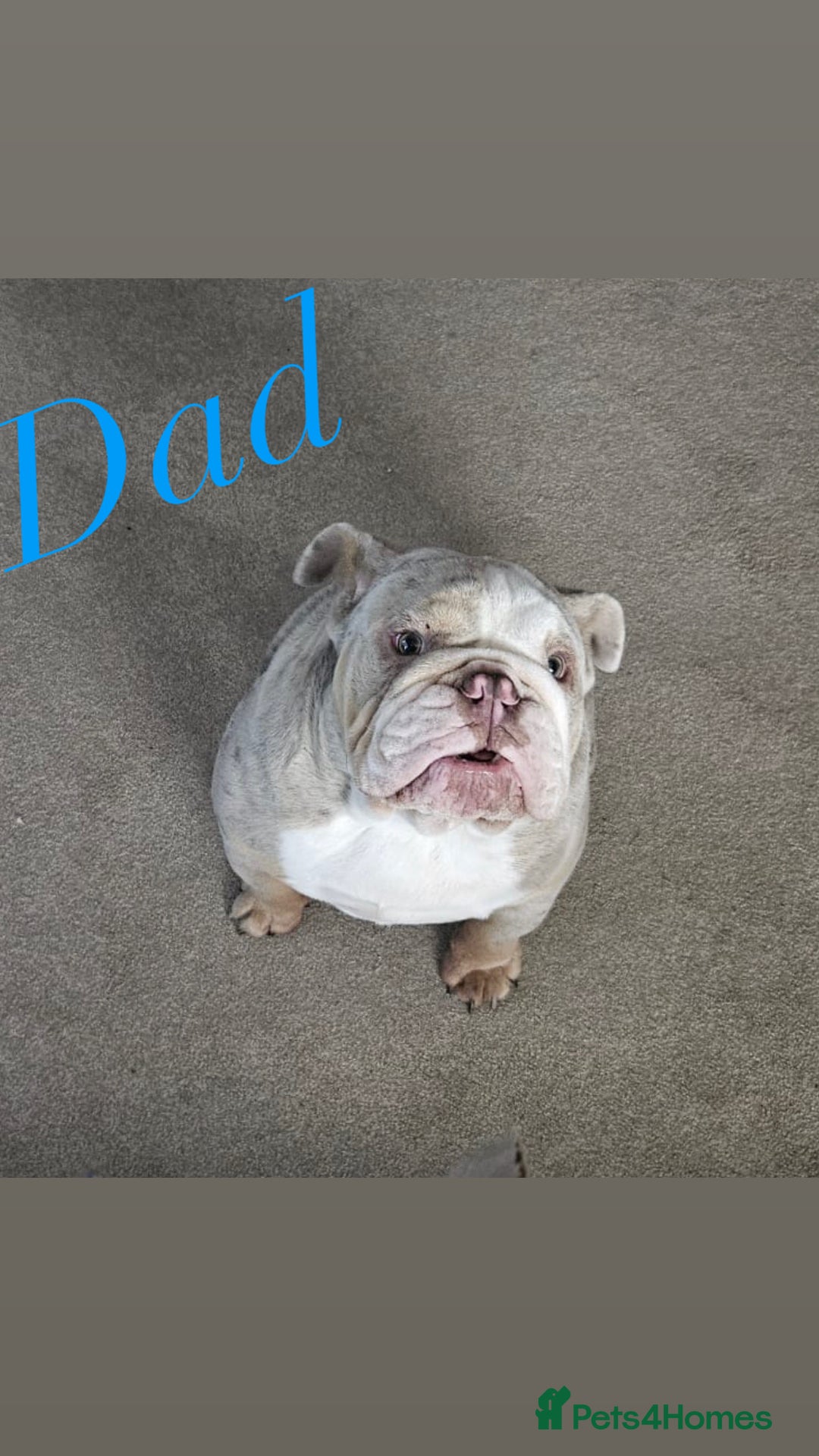 Mixed Breed dogs for sale: Bested boy that ever was Rare Pink Minibull boy  - Image 15