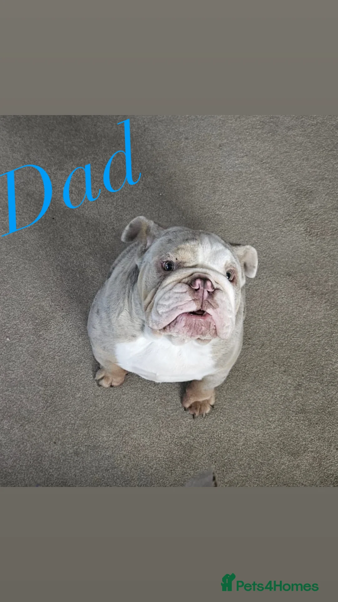 Mixed Breed dogs for sale: 3 French & English fully trained  - Advert 11