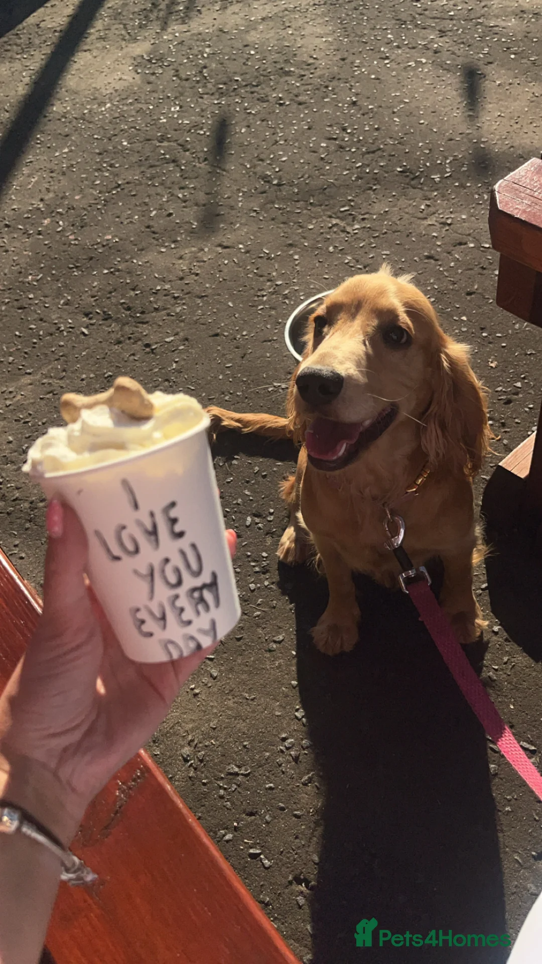 Cocker Spaniel dogs for sale: Working / show cocker spaniel  in Motherwell - Advert 2
