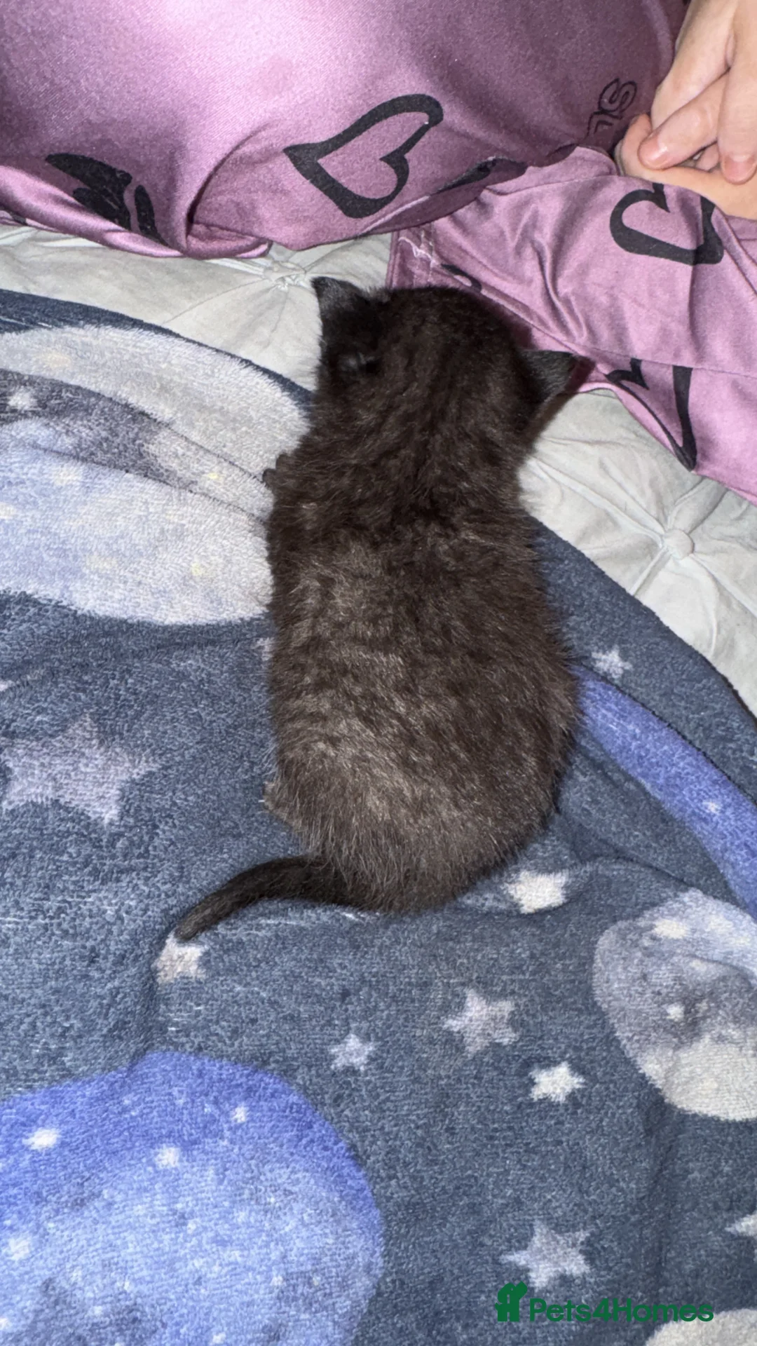 Mixed Breed cats for sale: Kittens  - Advert 6