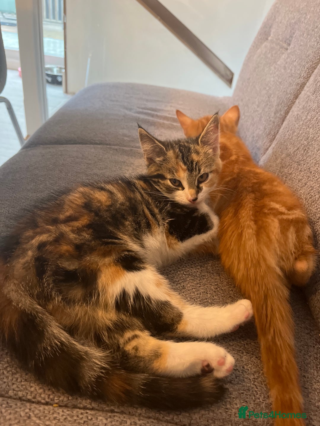 Mixed Breed cats for sale: 2 beautiful kittens full ginger and tortoise shell - Image 10