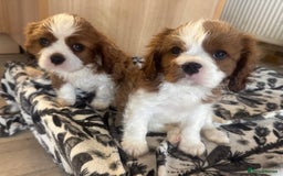 Cavalier King Charles Spaniel dogs for sale: Pedigree King Charles cavaliers - Image 1