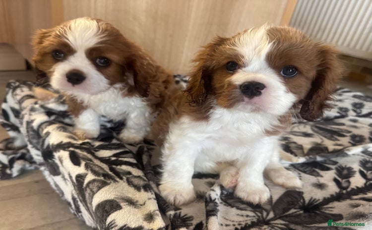 Cavalier King Charles Spaniel dogs - Advert 1
