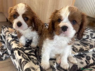 Cavalier King Charles Spaniel dogs - Advert 1