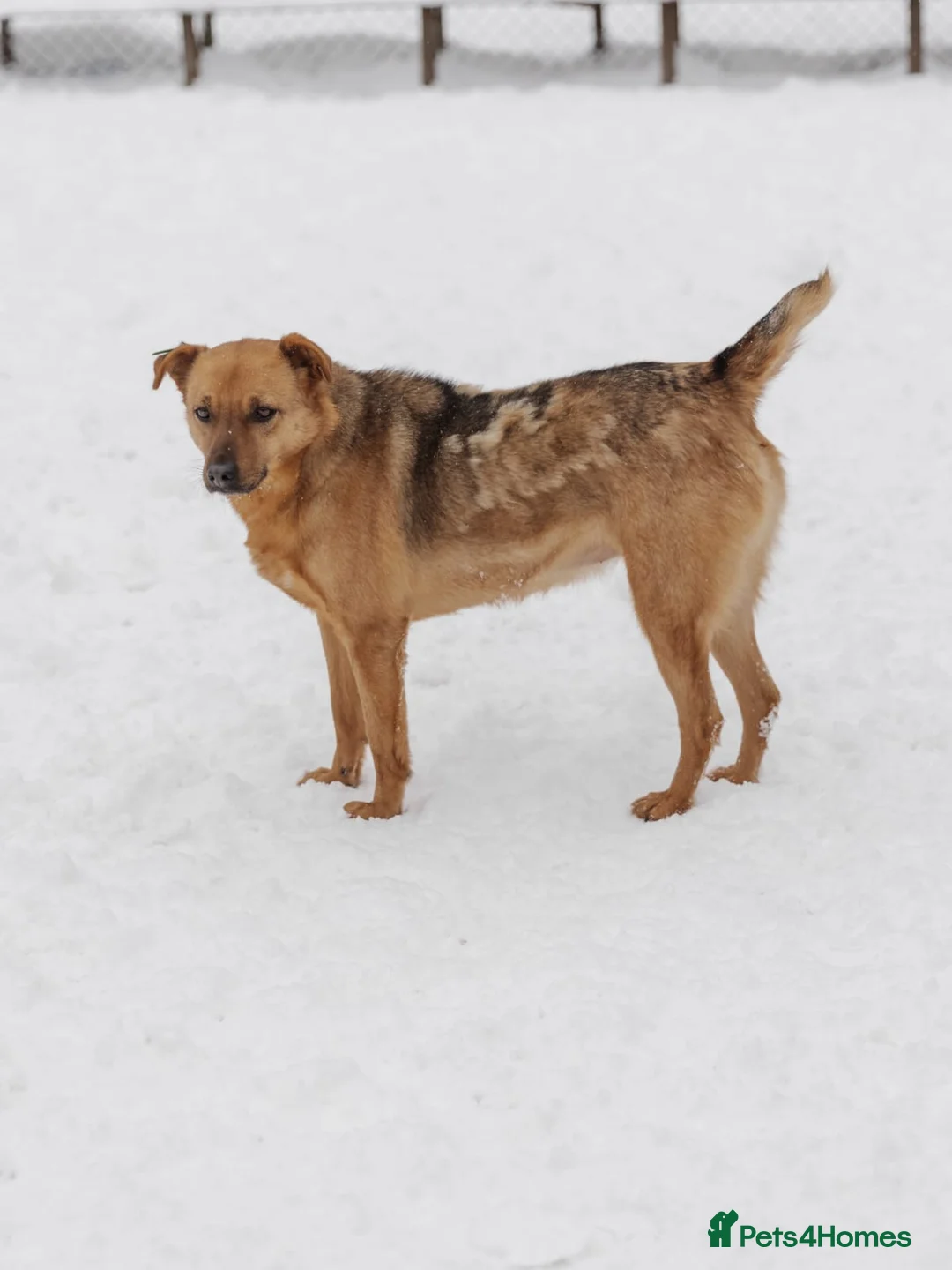 Mixed Breed dogs for adoption: ❤️Varya❤️3 yo girl full of energy, joy,&curiosity. - Advert 5