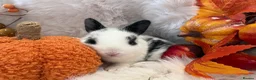 Rex rabbits for sale: Rex x Netherland dwarf  - Advert 25