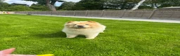 Chow Chow dogs for sale: Pablo in Solihull - Advert 3
