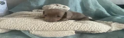Dachshund dogs for sale: Dachshund  - Advert 2
