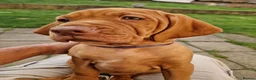 Hungarian Vizsla dogs for sale: READY TO LEAVE ,. 4 Beautiful girls left. - Advert 4
