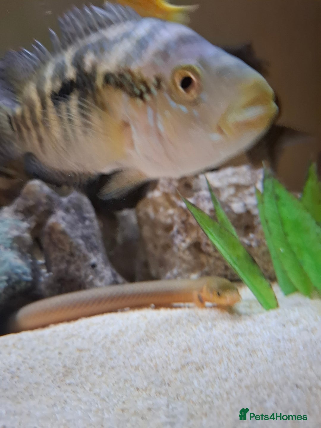 Cichlids fish for sale: Tropical fish  - Advert 10