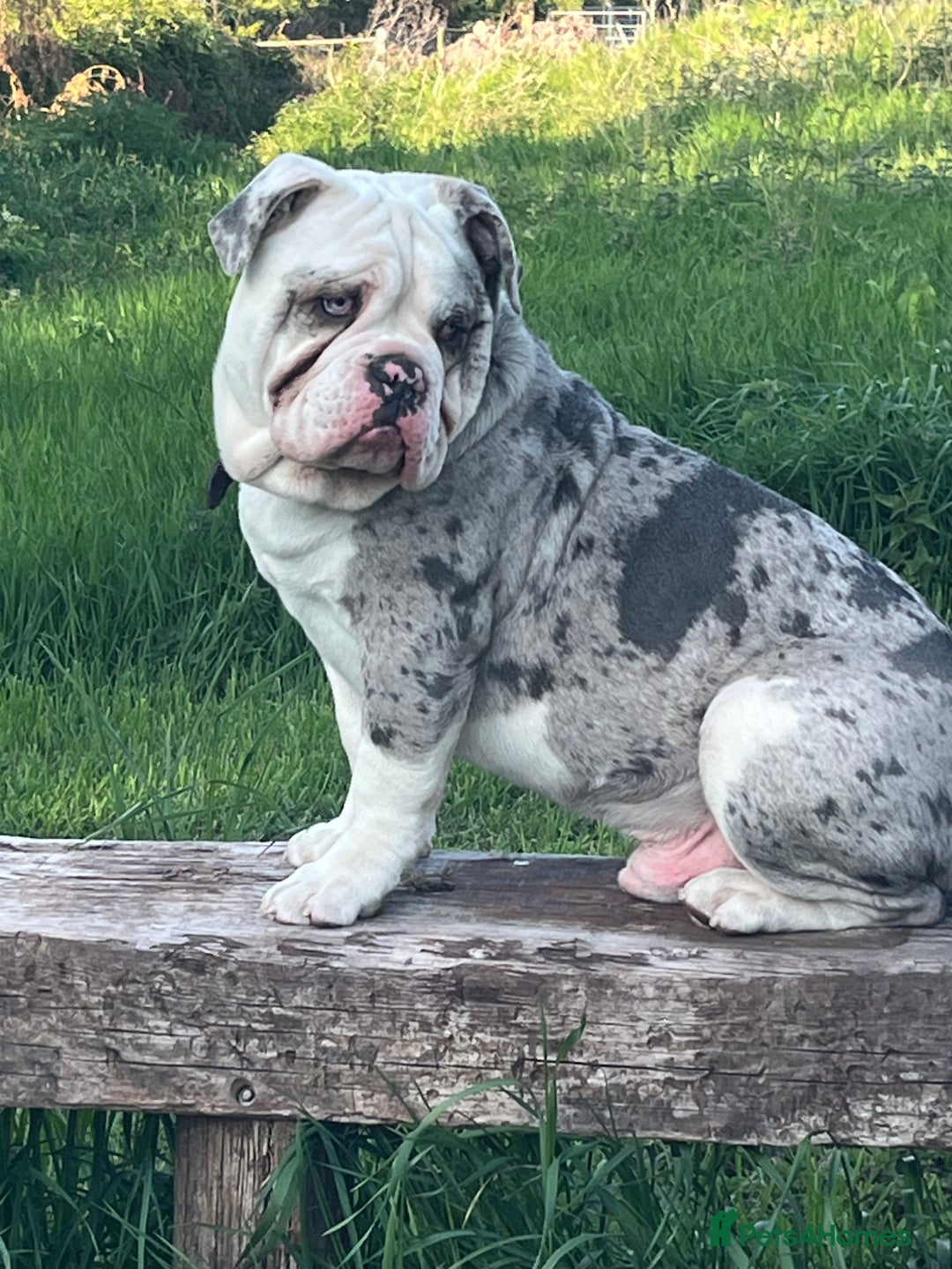 Dorset Olde Tyme Bulldogge dogs for sale: 11 month Old Tyne BullDog  - Image 6